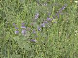 Salvia verticillata