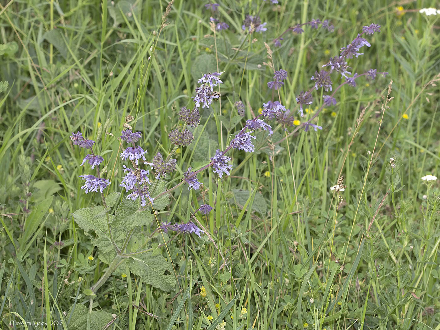 Изображение особи Salvia verticillata.