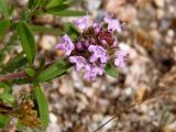 Thymus &times; tschernjajevii