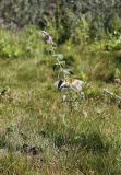 Mentha longifolia