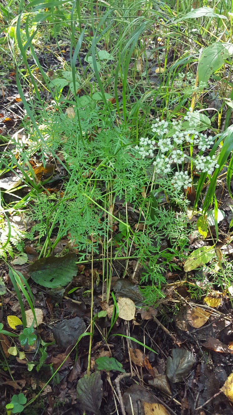 Изображение особи Thyselium palustre.