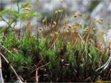 Polytrichum commune. Спороносящие растения на каменном валуне. Украина, Ивано-Франковская обл., Болеховский горсовет, Поляницкий сельсовет, Поляницкий региональный ландшафтный парк, ур. Скалы, буковый лес. 18.09.2017.