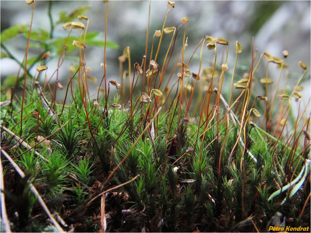Image of Polytrichum commune specimen.