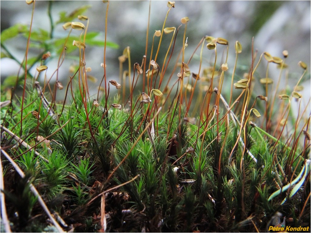 Изображение особи Polytrichum commune.