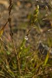 род Euphrasia. Часть цветущего и плодоносящего растения. Челябинская обл., хребет Уреньга, обочина грунтовой дороги через смешанный лес на склоне хребта. 16 сентября 2017 г.