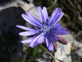 Lactuca perennis