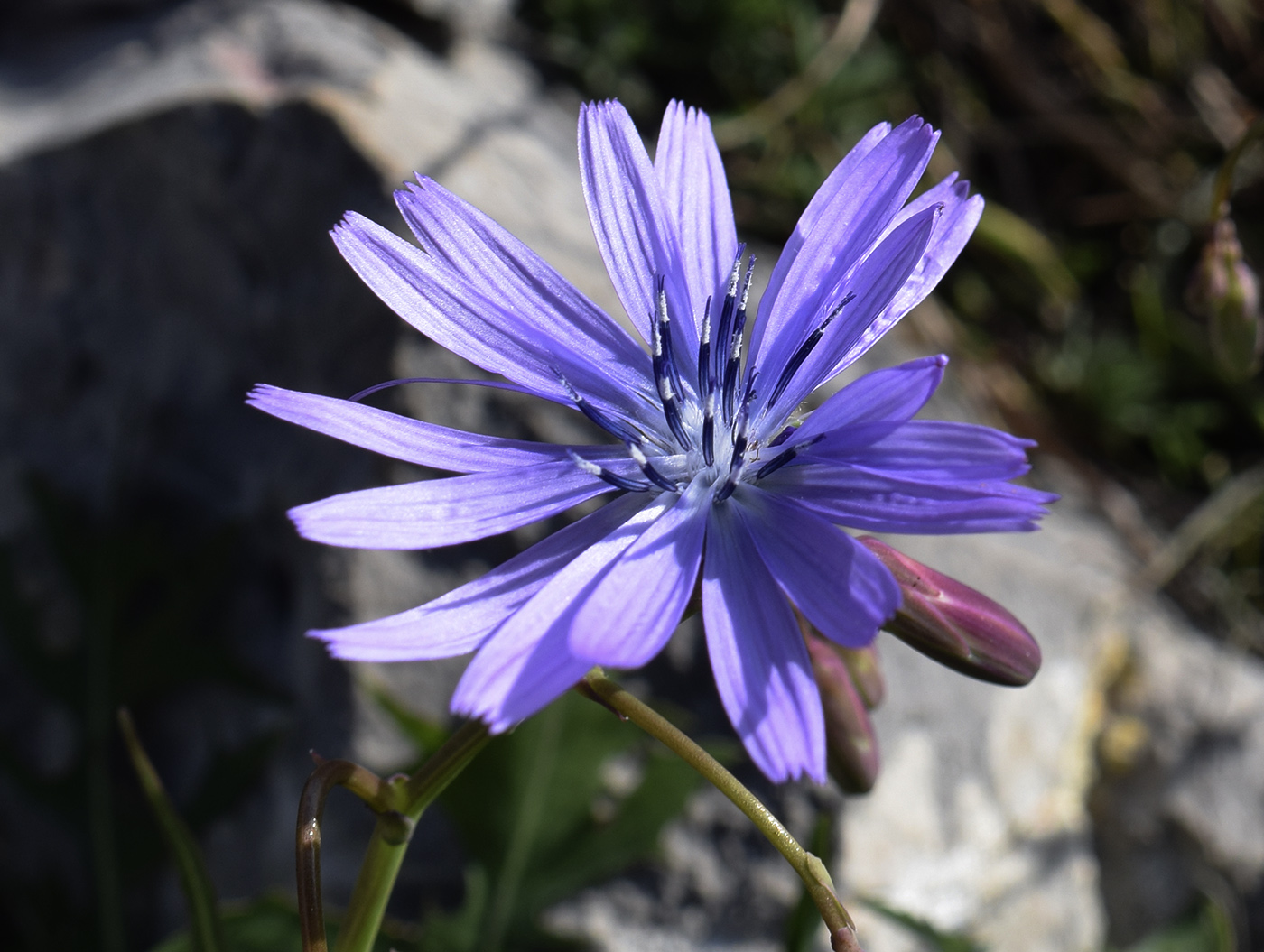 Изображение особи Lactuca perennis.