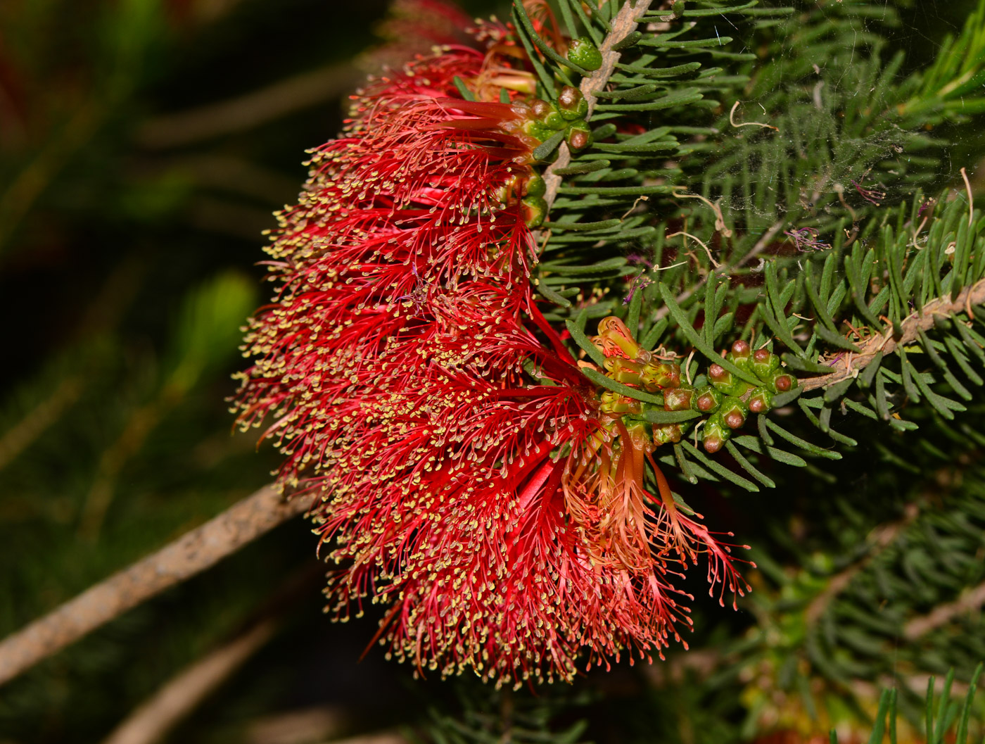 Изображение особи Calothamnus quadrifidus.