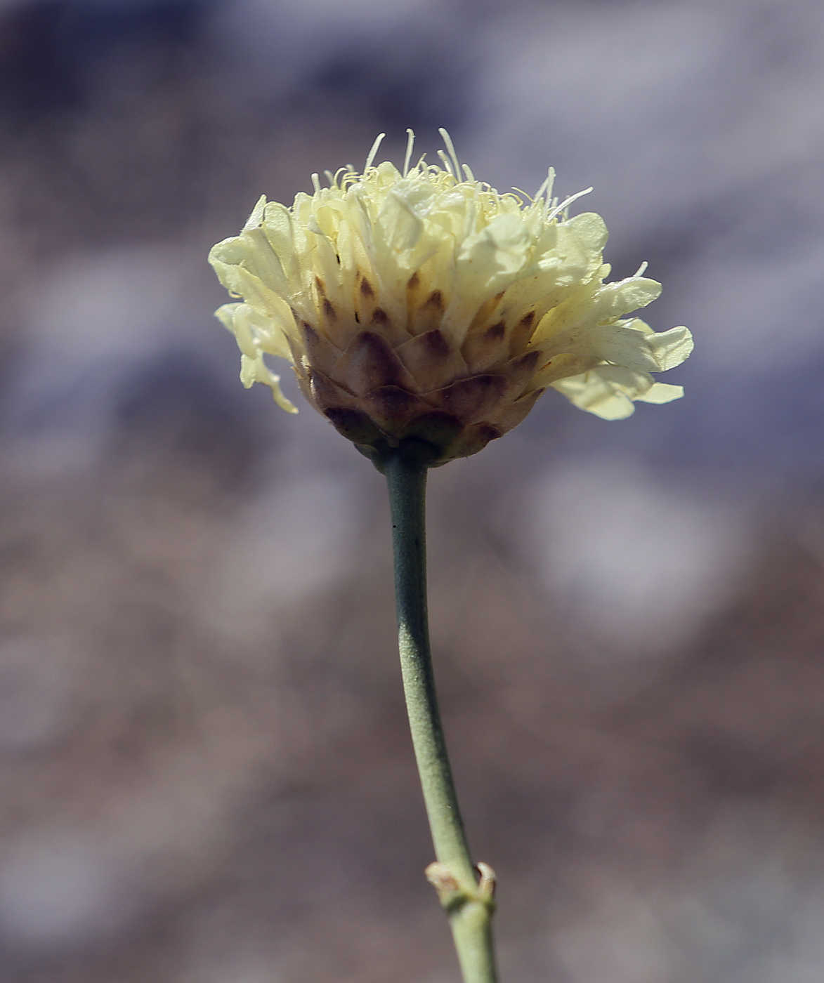 Изображение особи Cephalaria coriacea.