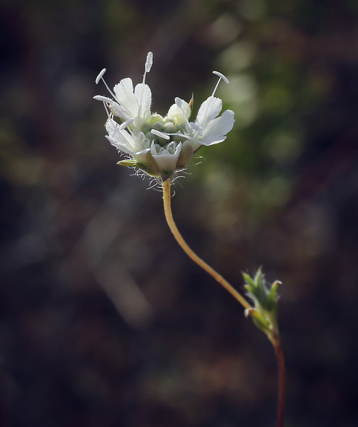 Image of Lomelosia argentea specimen.