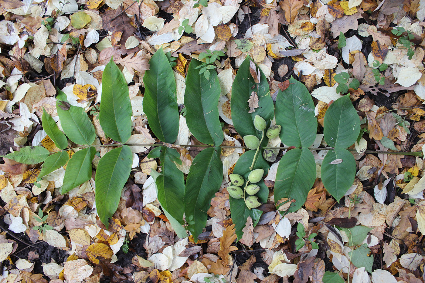 Image of Juglans ailanthifolia var. cordiformis specimen.