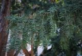 Taxus baccata