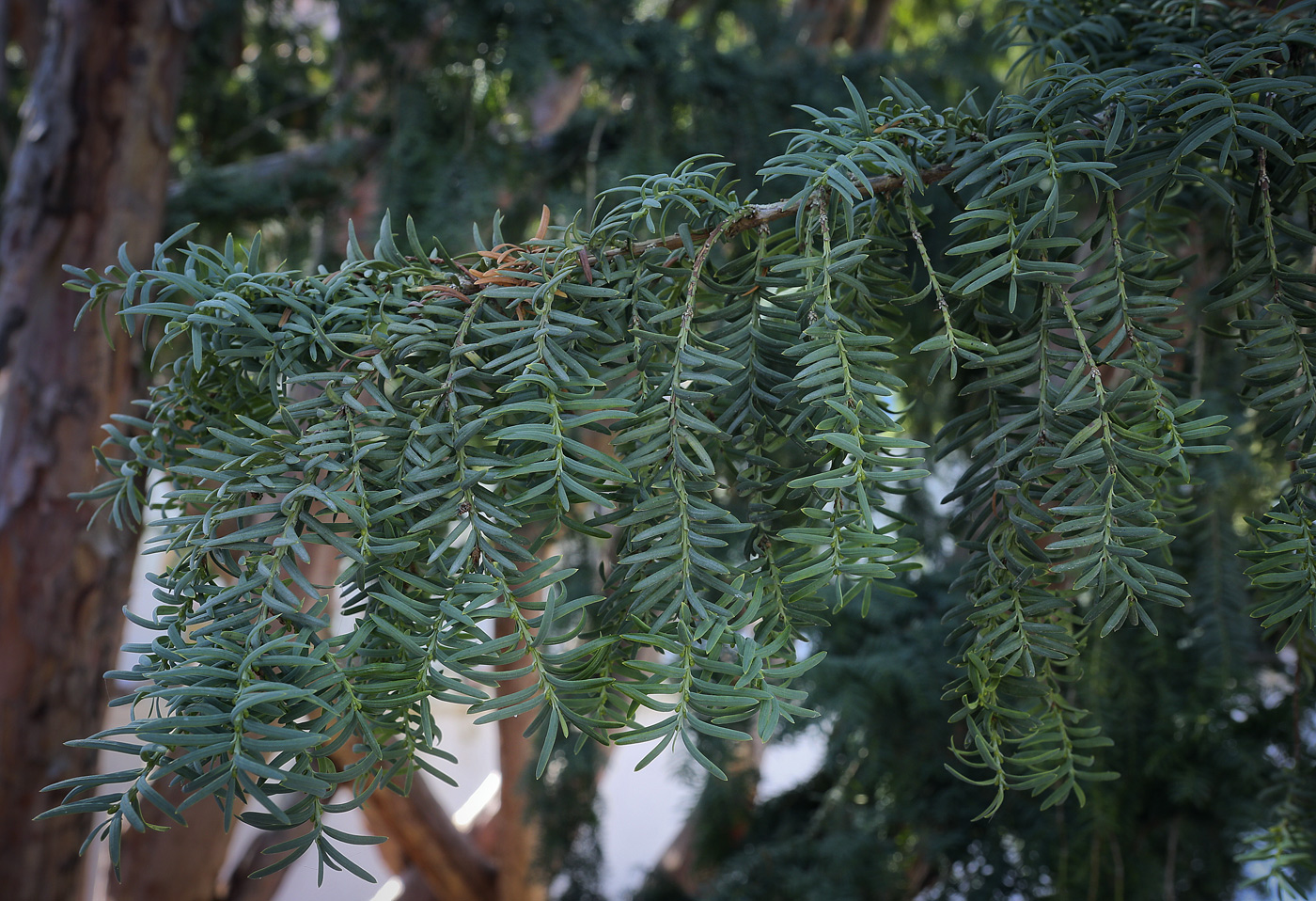 Image of Taxus baccata specimen.