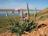 Tragopogon ruber. Цветущее растение. Казахстан, вост. предгорья хр. Каратау, сев. кромка котловины оз. Кызылколь, пестроцветы на склоне южной экспозиции. 9 мая 2017 г.