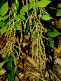 Aruncus sylvestris