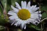 Bellis perennis. Соцветие. Азербайджан, окр. г. Шемаха. 6 апреля 2017 г.