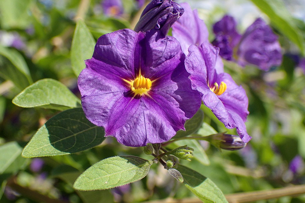 Image of Lycianthes rantonnetii specimen.