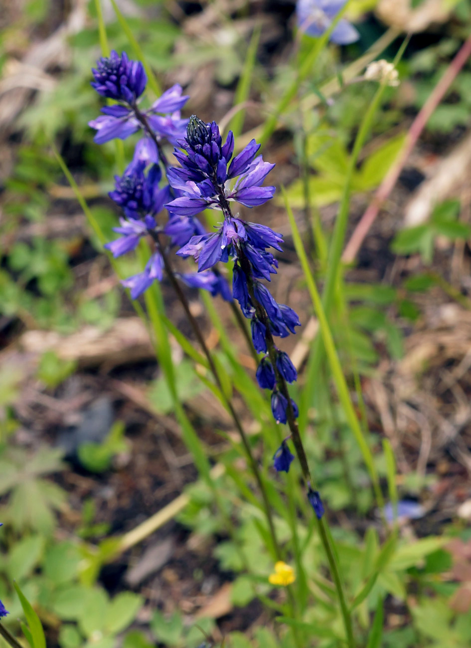 Image of Polygala hybrida specimen.