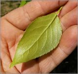 Populus × sibirica. Лист (нижняя сторона). Чувашия, окр. г. Шумерля, пойма р. Сура, возле оз Щучья лужа. 10 мая 2010 г.