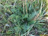 genus Achillea. Вегетирующее растение с основаниями отмерших генеративных побегов. Украина, г. Николаев, Заводской р-н, парк \"Лески\", среди соснового редколесья. 28.12.2017.