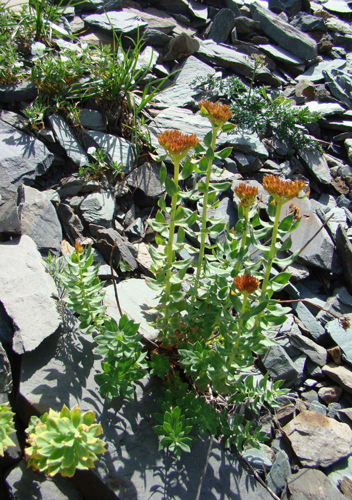 Image of Rhodiola rosea specimen.