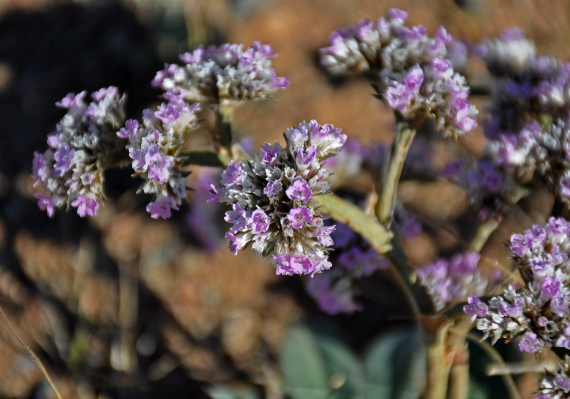 Изображение особи Goniolimon speciosum.