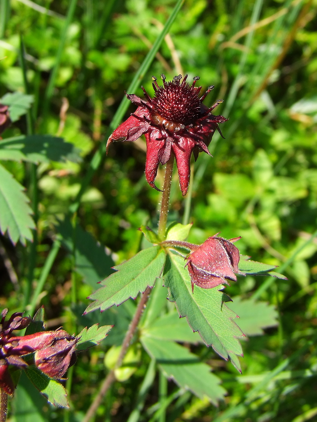 Image of Comarum palustre specimen.