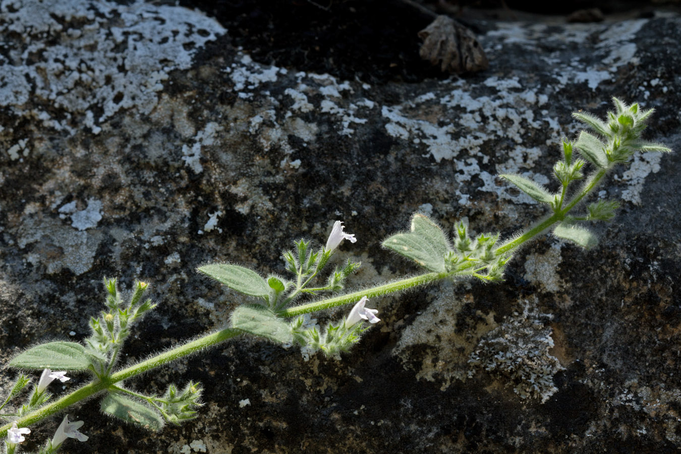 Image of Clinopodium creticum specimen.