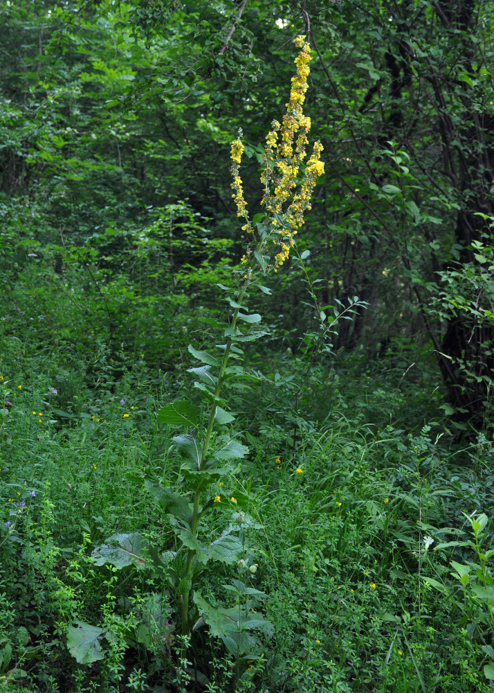 Изображение особи Verbascum lychnitis.