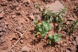 Glaucium corniculatum