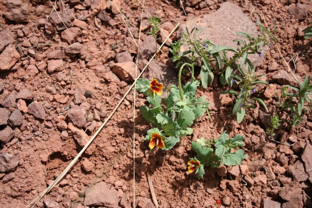 Изображение особи Glaucium corniculatum.