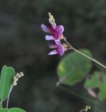 Lespedeza bicolor. Соцветие. Китай, провинция Гуандун, р-н Шаогуань, геопарк \"Дансия\", лес на склоне горы. 17.10.2017.