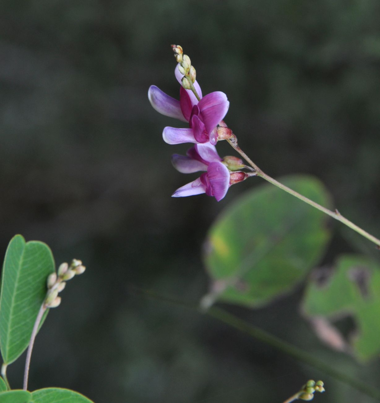 Изображение особи Lespedeza bicolor.