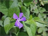 Vinca major