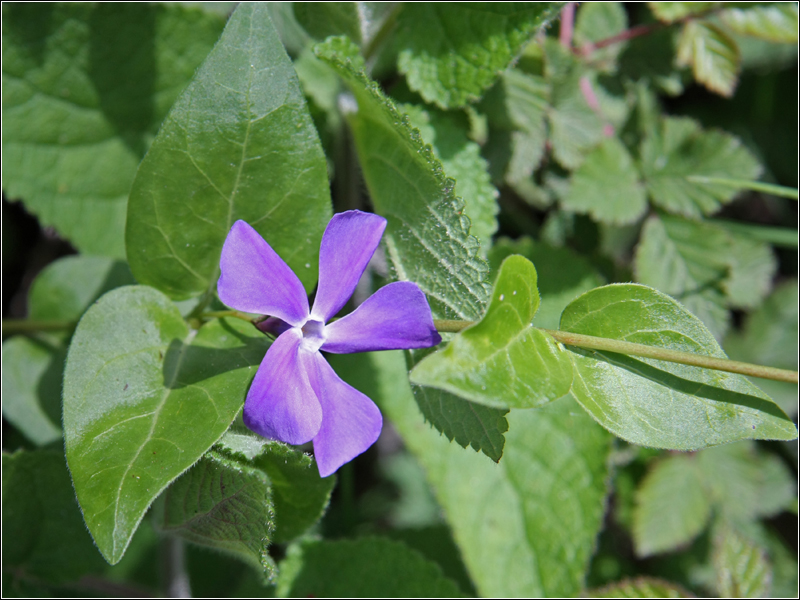 Image of Vinca major specimen.