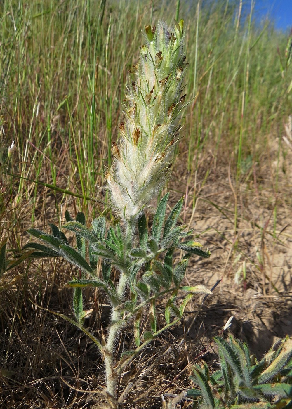 Изображение особи Astragalus nigromontanus.