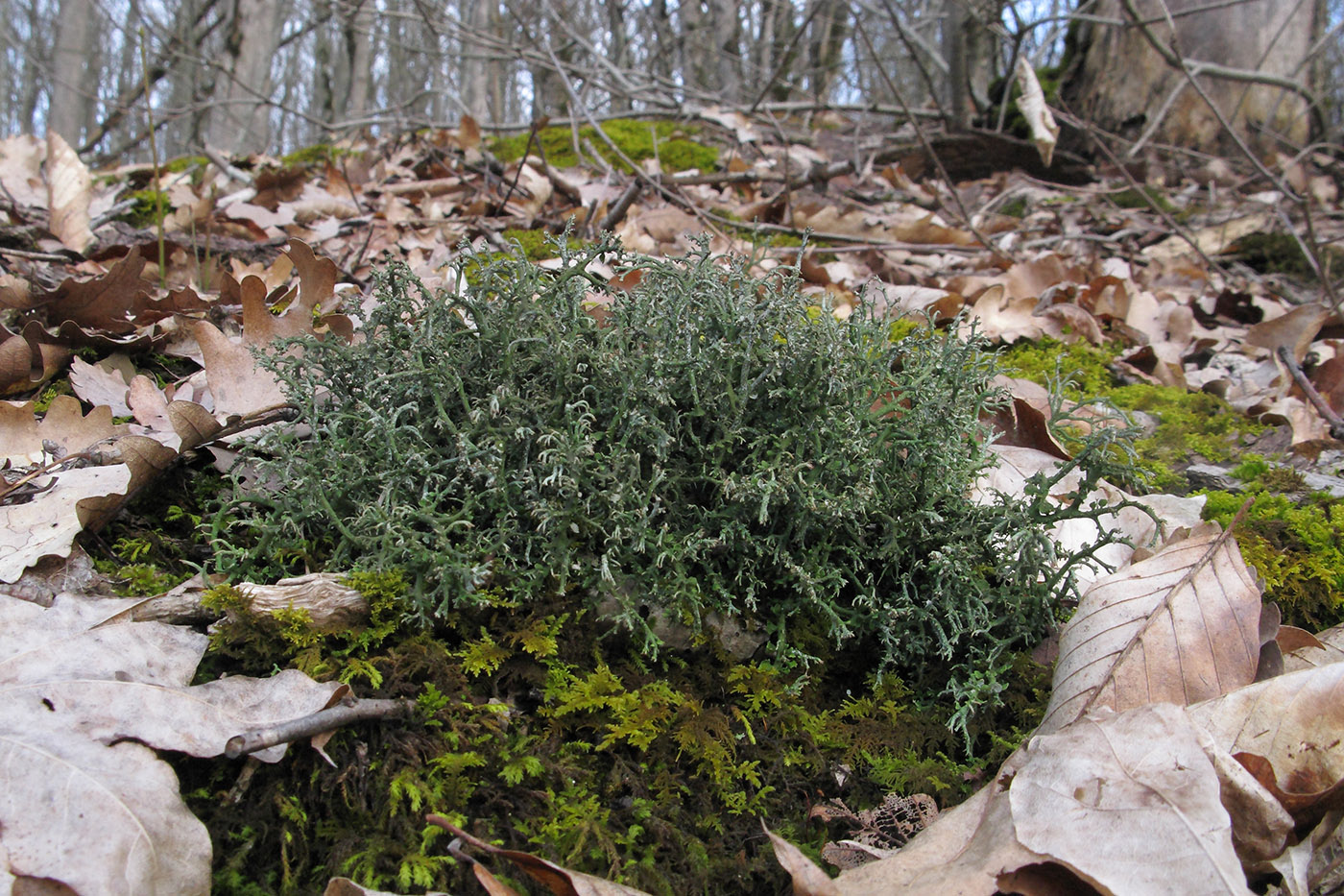 Image of genus Cladonia specimen.