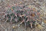 Ferocactus latispinus