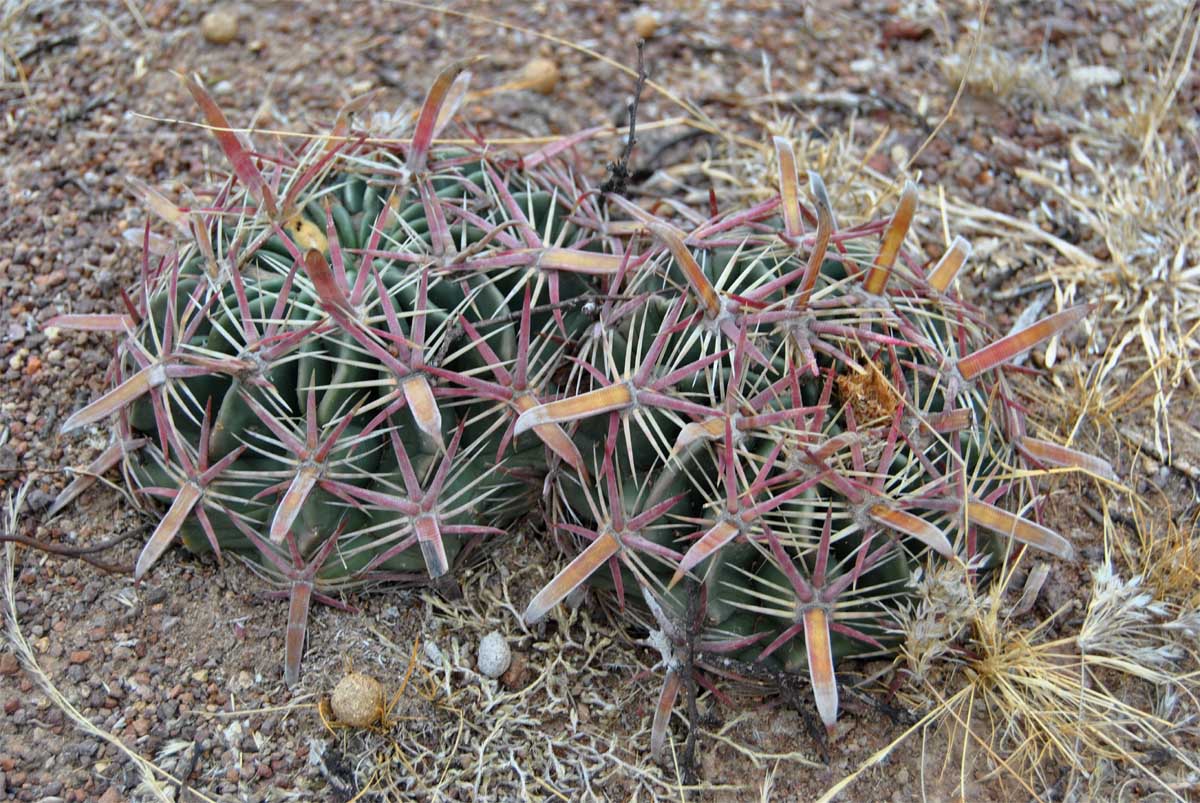 Image of Ferocactus latispinus specimen.