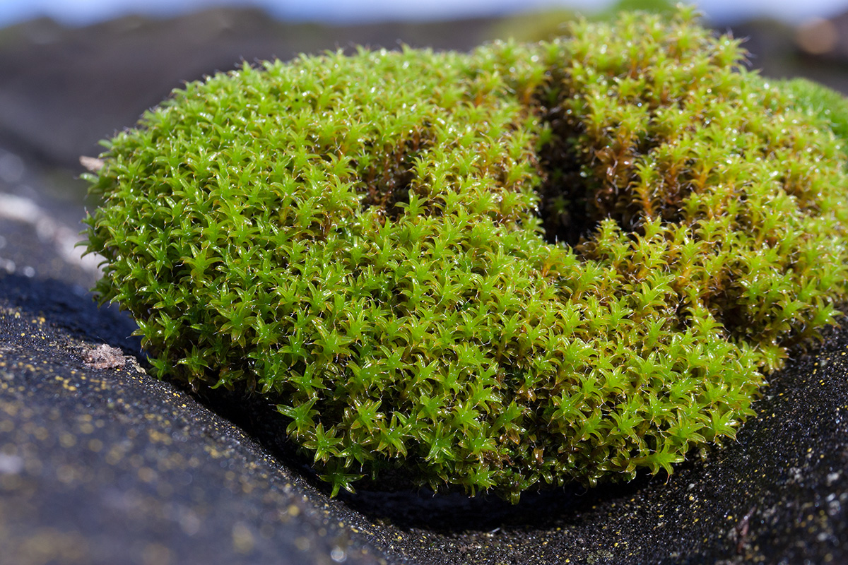 Image of Syntrichia ruralis specimen.