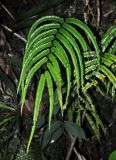 Lindsaea borneensis. Вайя. Малайзия, штат Саравак, национальный парк Бако; о-в Калимантан, влажный тропический лес. 09.05.2017.