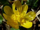 Ficaria verna
