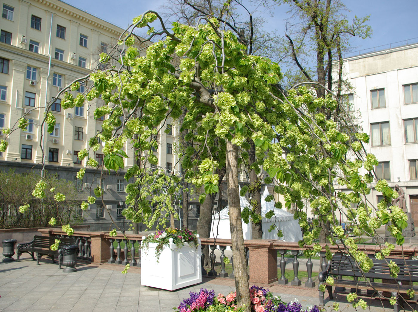 Image of genus Ulmus specimen.