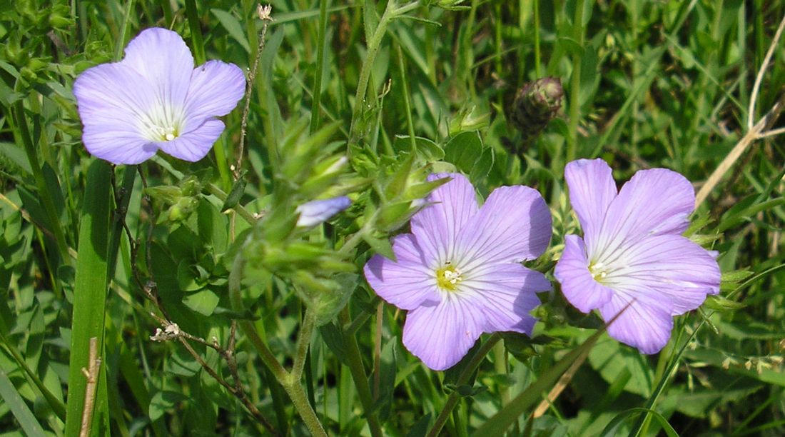 Изображение особи Linum hirsutum.