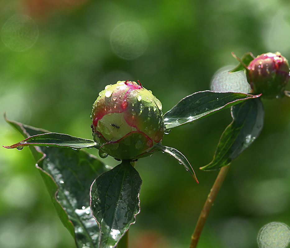 Image of Paeonia lactiflora specimen.