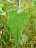 Teucrium hircanicum