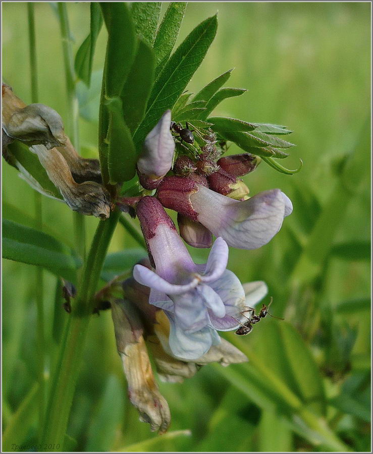 Image of Vicia sepium specimen.