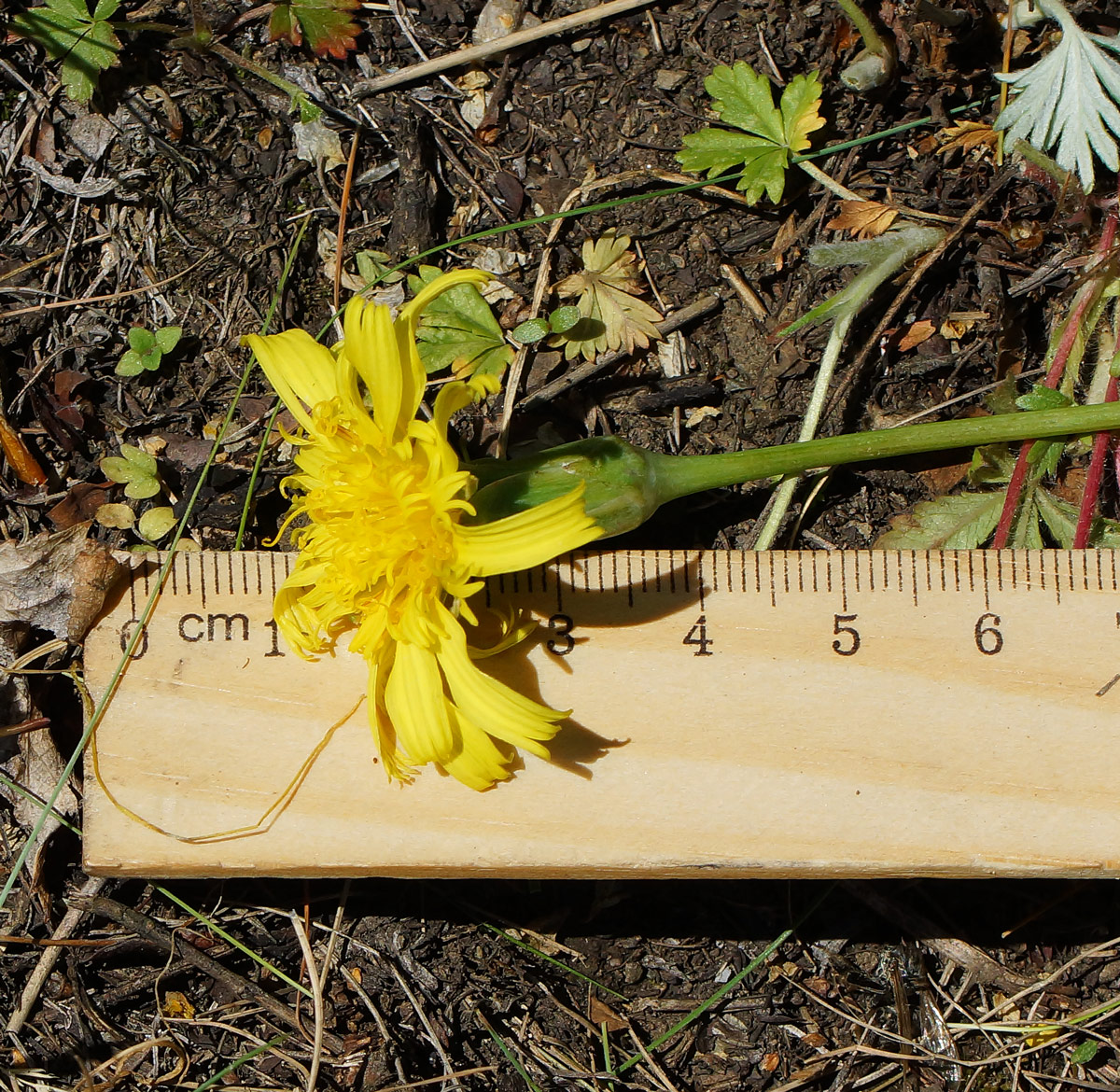 Image of Scorzonera austriaca specimen.