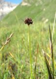 Juncus alpigenus. Верхушка побега с соплодием. Кабардино-Балкария, Эльбрусский р-н, долина р. Ирикчат, ок. 2700 м н.у.м., заболоченное место. 06.08.2018.