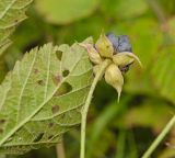 Rubus caesius. Плод со стороны чашелистиков и часть листа (вид с абаксиальной стороны). Пермский край, Суксунский р-н, окр. дер. Агафонково, долина р. Сылва, каменистая осыпь под прибрежным скальником. 20 августа 2018 г.